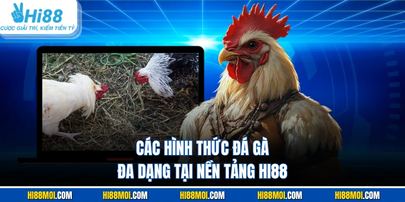 Các hình thức đá gà đa dạng tại nền tảng Hi88